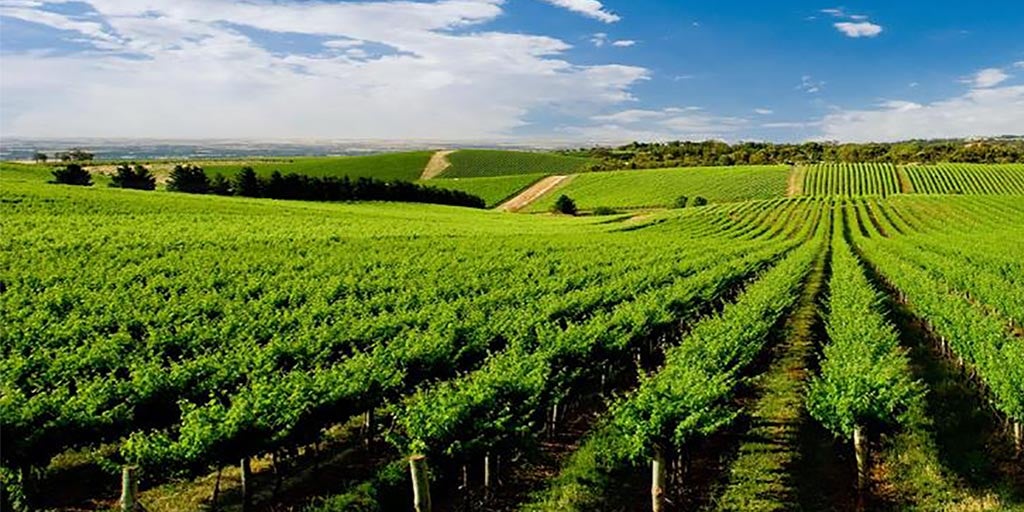 Australian Wine Adelaide Plains wine region